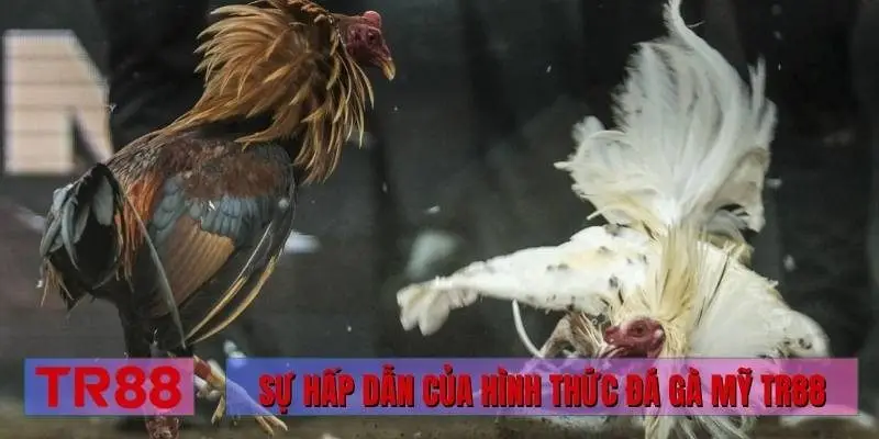 Sự hấp dẫn của hình thức đá gà Mỹ TR88
